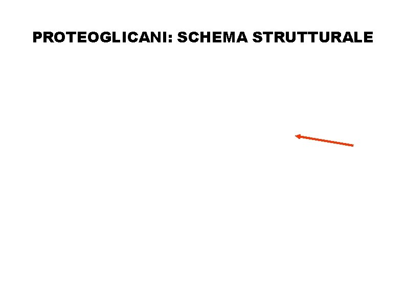 PROTEOGLICANI: SCHEMA STRUTTURALE 