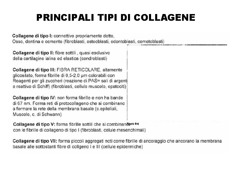 PRINCIPALI TIPI DI COLLAGENE 
