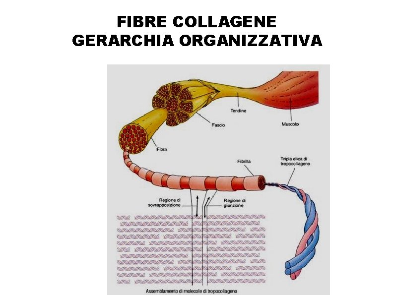 FIBRE COLLAGENE GERARCHIA ORGANIZZATIVA 