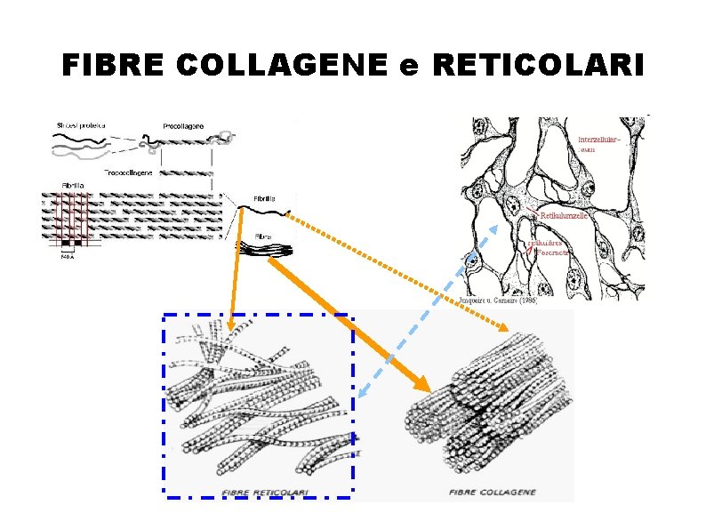 FIBRE COLLAGENE e RETICOLARI 