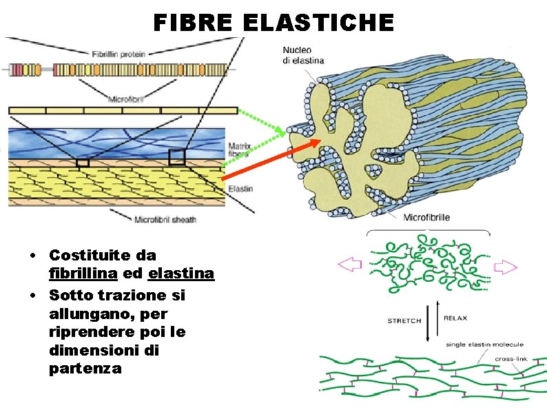 FIBRE ELASTICHE • Costituite da fibrillina ed elastina • Sotto trazione si allungano, per
