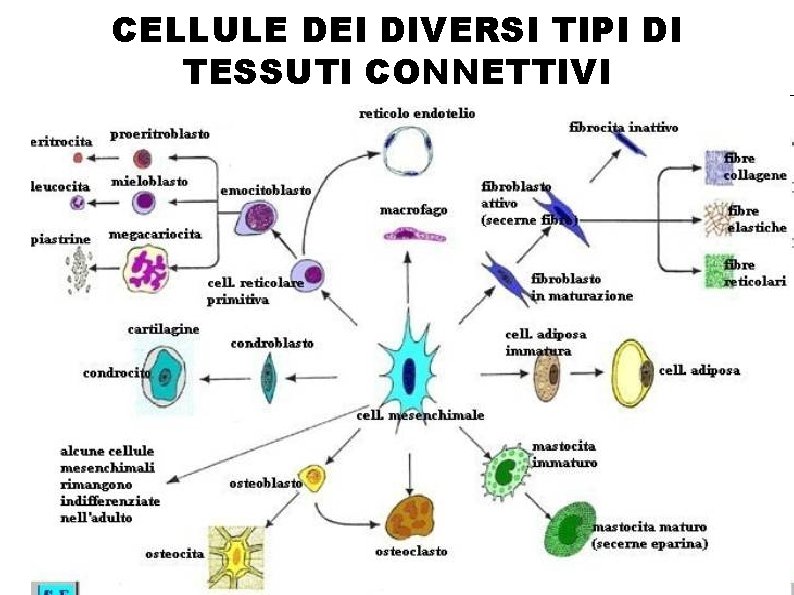 CELLULE DEI DIVERSI TIPI DI TESSUTI CONNETTIVI 