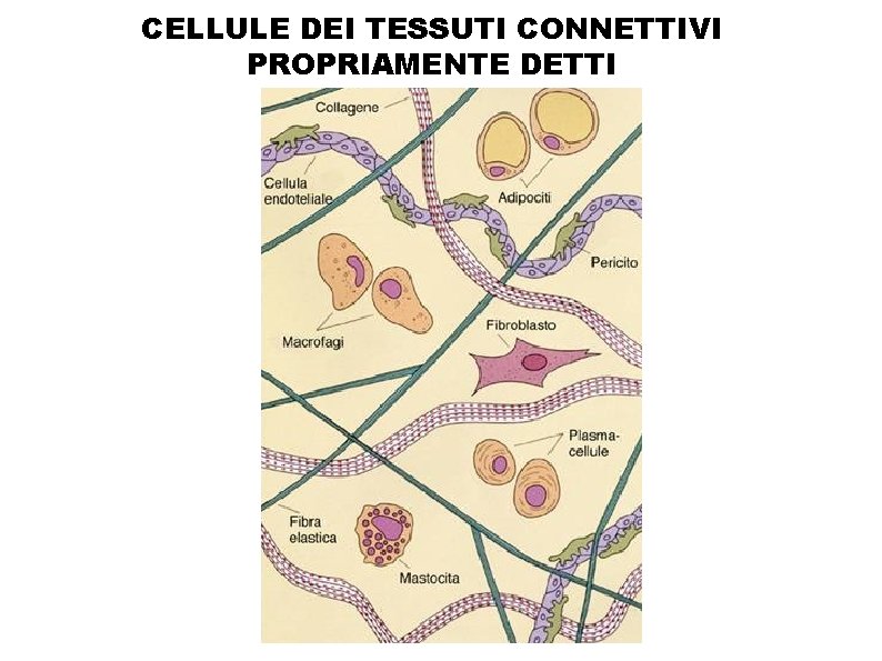 CELLULE DEI TESSUTI CONNETTIVI PROPRIAMENTE DETTI 