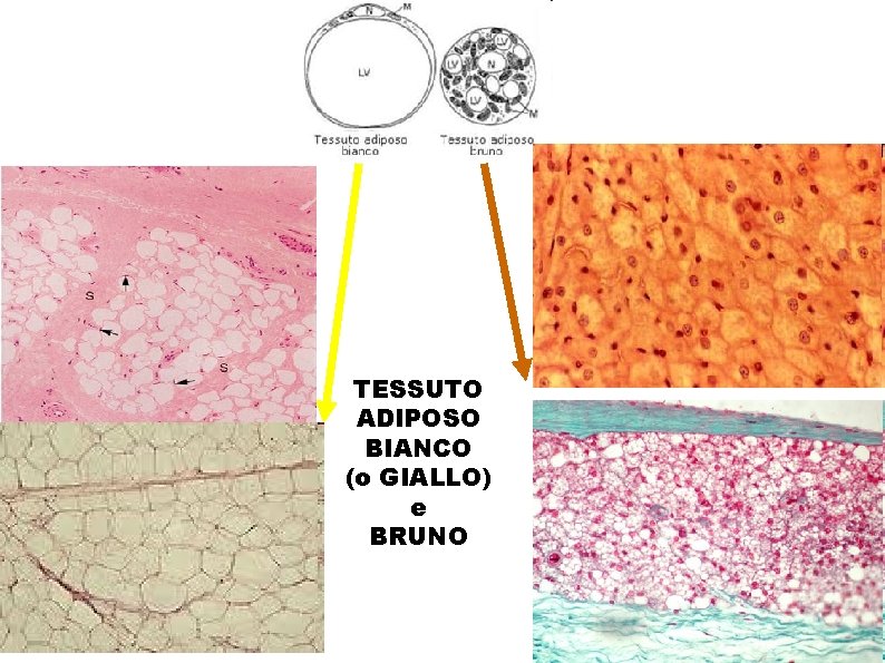 TESSUTO ADIPOSO BIANCO (o GIALLO) e BRUNO 