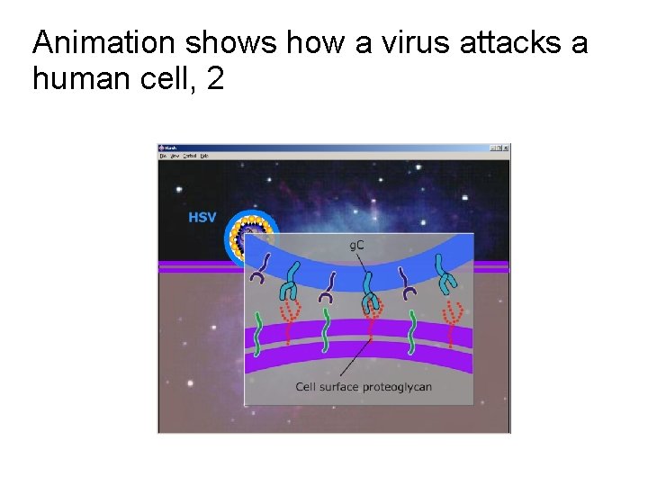 Animation shows how a virus attacks a human cell, 2 