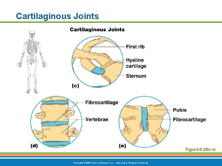 Cartilaginous Joints Figure 5. 28 c–e Copyright © 2009 Pearson Education, Inc. , publishing