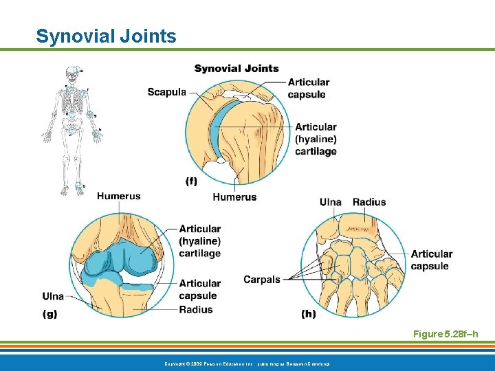 Synovial Joints Figure 5. 28 f–h Copyright © 2009 Pearson Education, Inc. , publishing