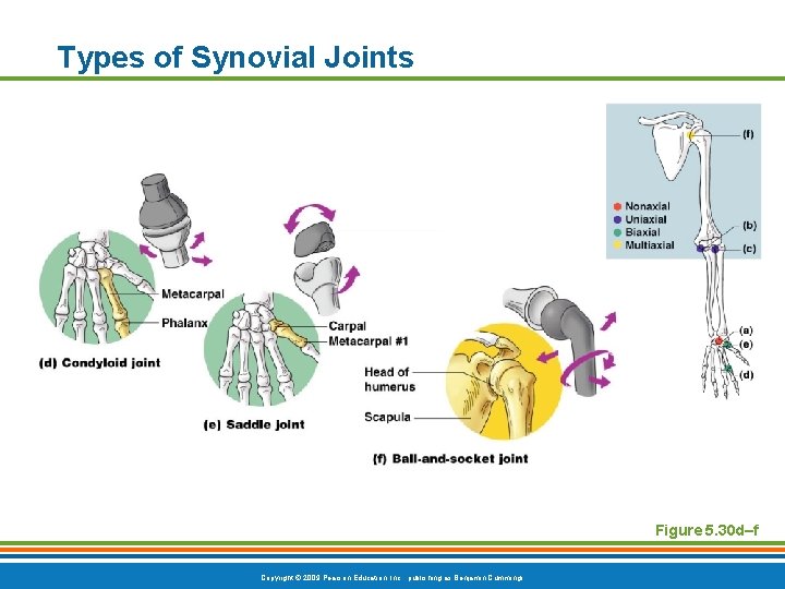 Types of Synovial Joints Figure 5. 30 d–f Copyright © 2009 Pearson Education, Inc.