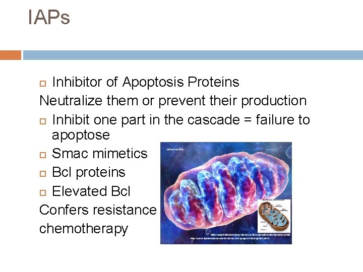 IAPs Inhibitor of Apoptosis Proteins Neutralize them or prevent their production Inhibit one part