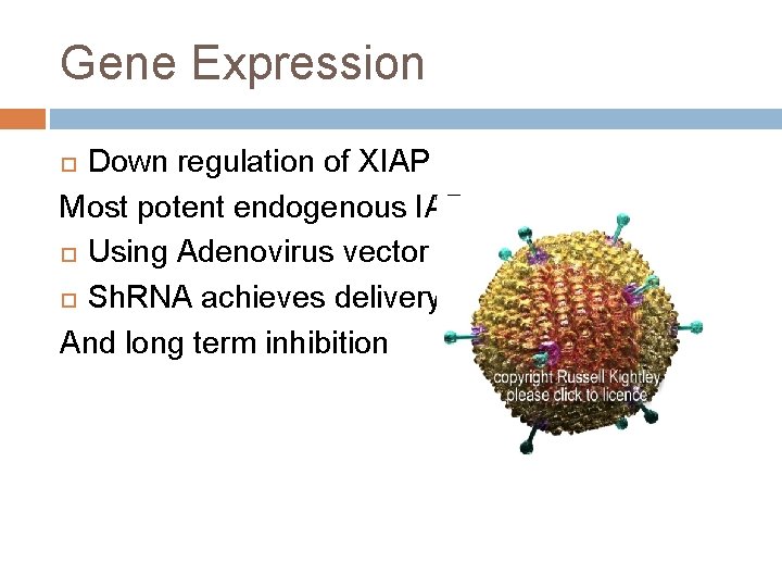 Gene Expression Down regulation of XIAP Most potent endogenous IAP Using Adenovirus vector Sh.