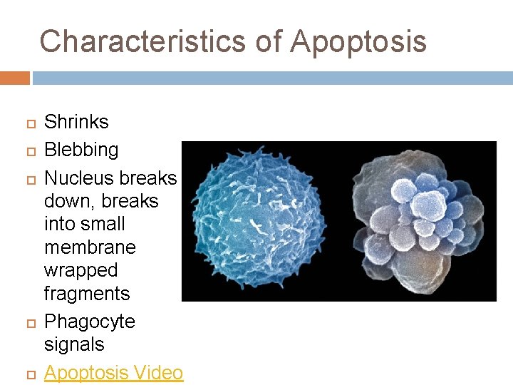 Characteristics of Apoptosis Shrinks Blebbing Nucleus breaks down, breaks into small membrane wrapped fragments