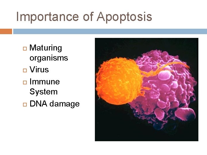 Importance of Apoptosis Maturing organisms Virus Immune System DNA damage 