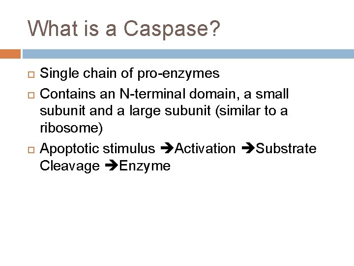 What is a Caspase? Single chain of pro-enzymes Contains an N-terminal domain, a small