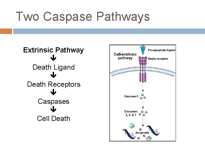 Two Caspase Pathways Extrinsic Pathway Death Ligand Death Receptors Caspases Cell Death 