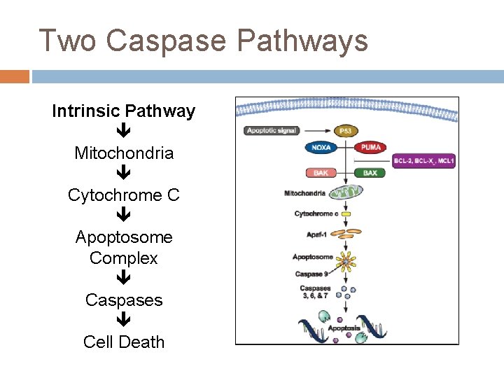 Two Caspase Pathways Intrinsic Pathway Mitochondria Cytochrome C Apoptosome Complex Caspases Cell Death 