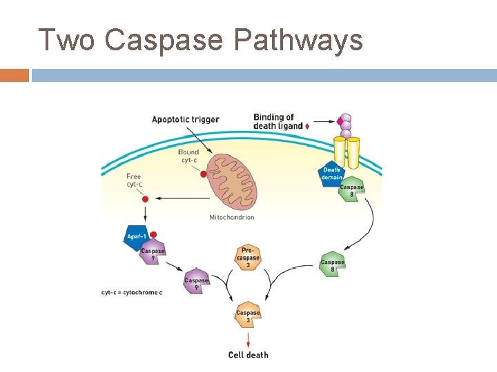 Two Caspase Pathways 