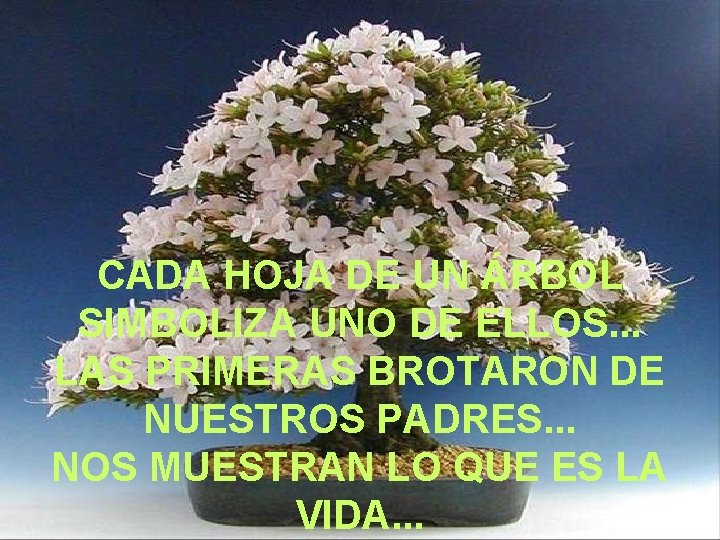 CADA HOJA DE UN ÁRBOL SIMBOLIZA UNO DE ELLOS. . . LAS PRIMERAS BROTARON