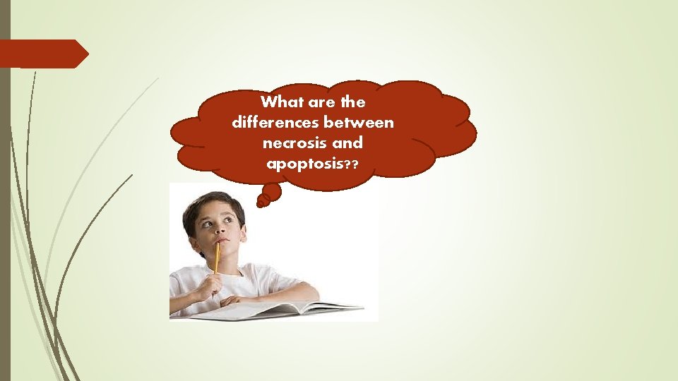 What are the differences between necrosis and apoptosis? ? 