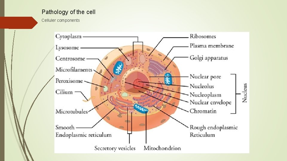 Pathology of the cell Celluler components 