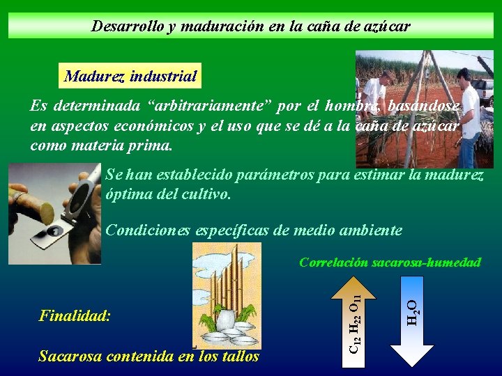 Desarrollo y maduración en la caña de azúcar Madurez industrial Es determinada “arbitrariamente” por