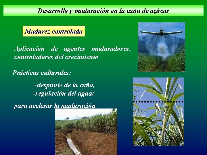 Desarrollo y maduración en la caña de azúcar Madurez controlada Aplicación de agentes maduradores,