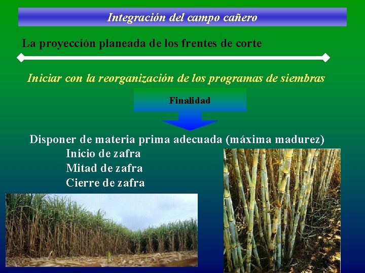 Integración del campo cañero La proyección planeada de los frentes de corte Iniciar con