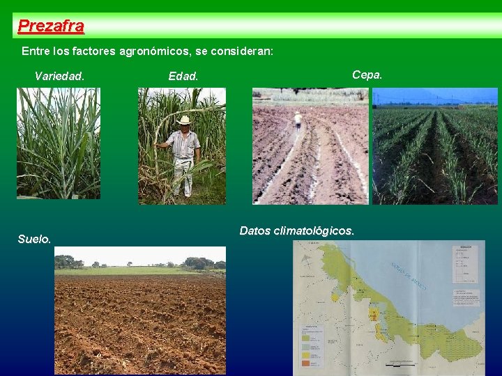 Prezafra Entre los factores agronómicos, se consideran: Variedad. Suelo. Edad. Cepa. Datos climatológicos. 