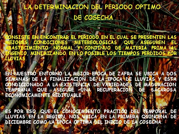 LA DETERMINACION DEL PERIODO OPTIMO DE COSECHA CONSISTE EN ENCONTRAR EL PERIODO EN EL