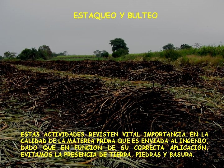 ESTAQUEO Y BULTEO ESTAS ACTIVIDADES REVISTEN VITAL IMPORTANCIA EN LA CALIDAD DE LA MATERIA