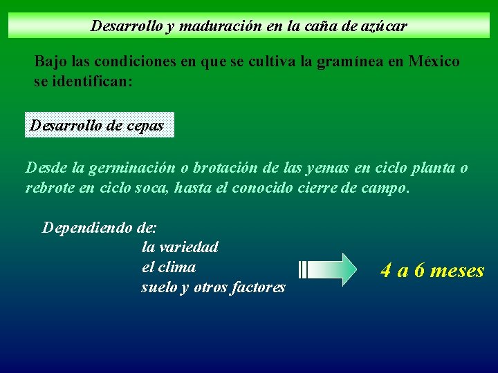 Desarrollo y maduración en la caña de azúcar Bajo las condiciones en que se