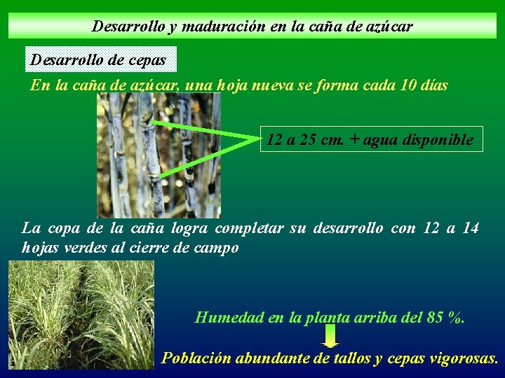 Desarrollo y maduración en la caña de azúcar Desarrollo de cepas En la caña