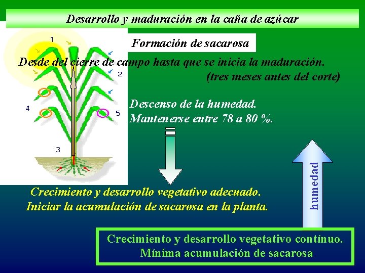 Desarrollo y maduración en la caña de azúcar Formación de sacarosa Desde del cierre