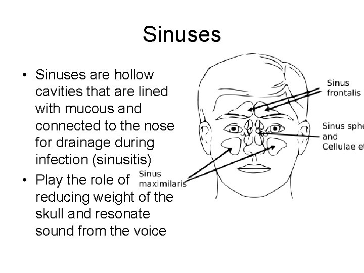 Sinuses • Sinuses are hollow cavities that are lined with mucous and connected to