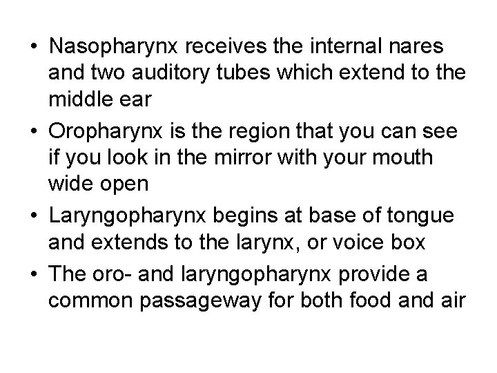  • Nasopharynx receives the internal nares and two auditory tubes which extend to