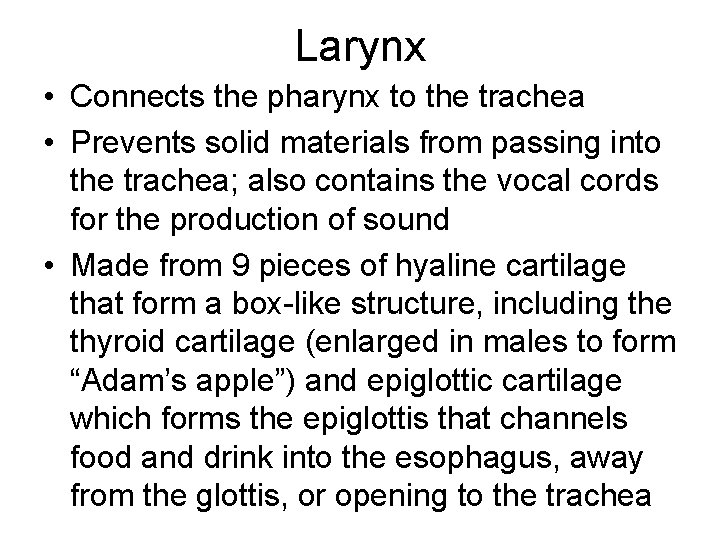 Larynx • Connects the pharynx to the trachea • Prevents solid materials from passing