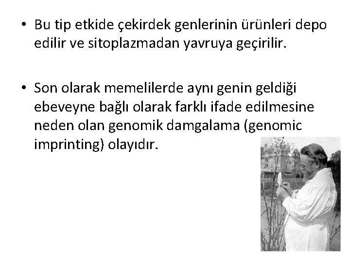  • Bu tip etkide çekirdek genlerinin ürünleri depo edilir ve sitoplazmadan yavruya geçirilir.
