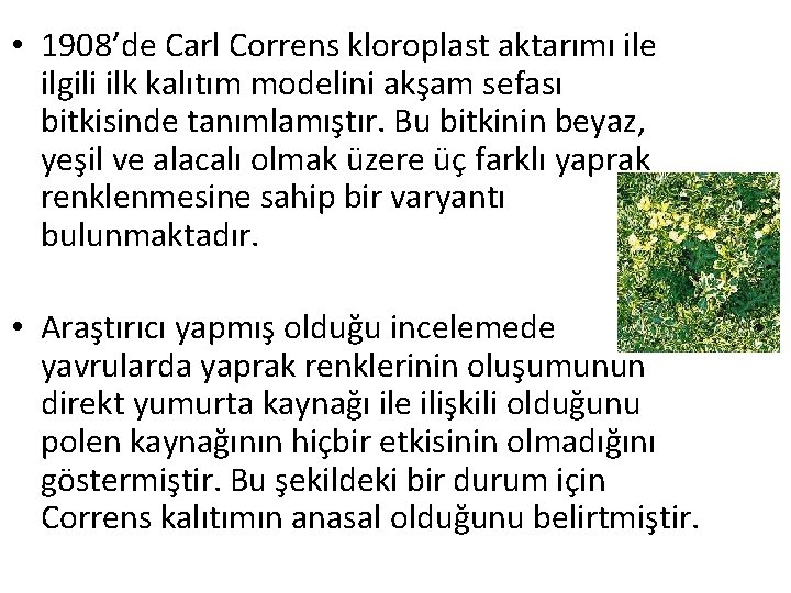  • 1908’de Carl Correns kloroplast aktarımı ile ilgili ilk kalıtım modelini akşam sefası