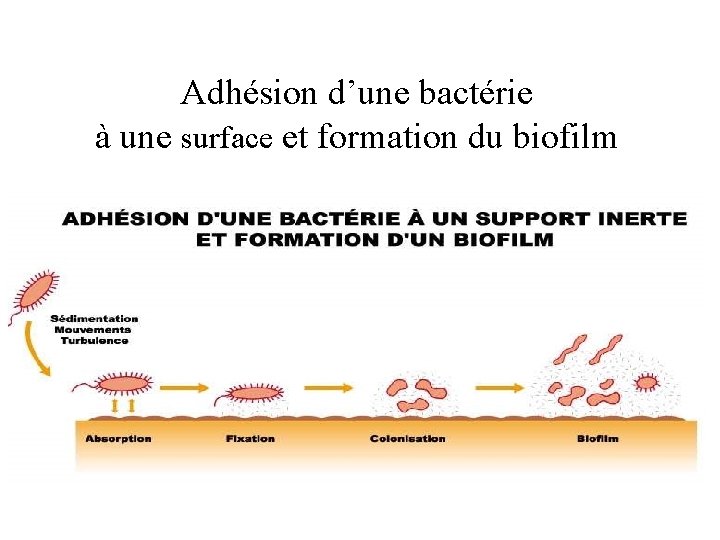 Adhésion d’une bactérie à une surface et formation du biofilm 
