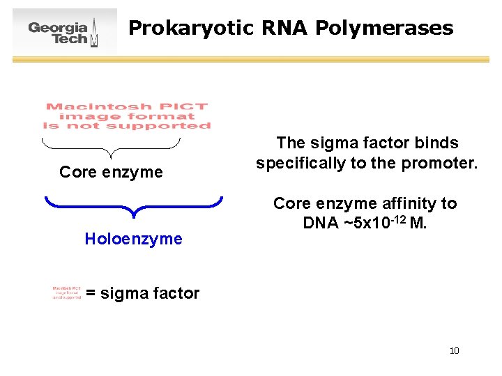 Prokaryotic RNA Polymerases Core enzyme Holoenzyme The sigma factor binds specifically to the promoter.