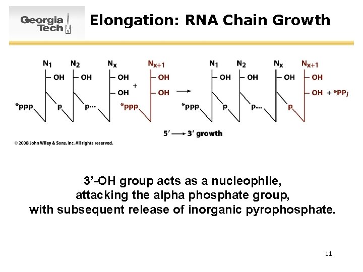 Elongation: RNA Chain Growth 3’-OH group acts as a nucleophile, attacking the alpha phosphate