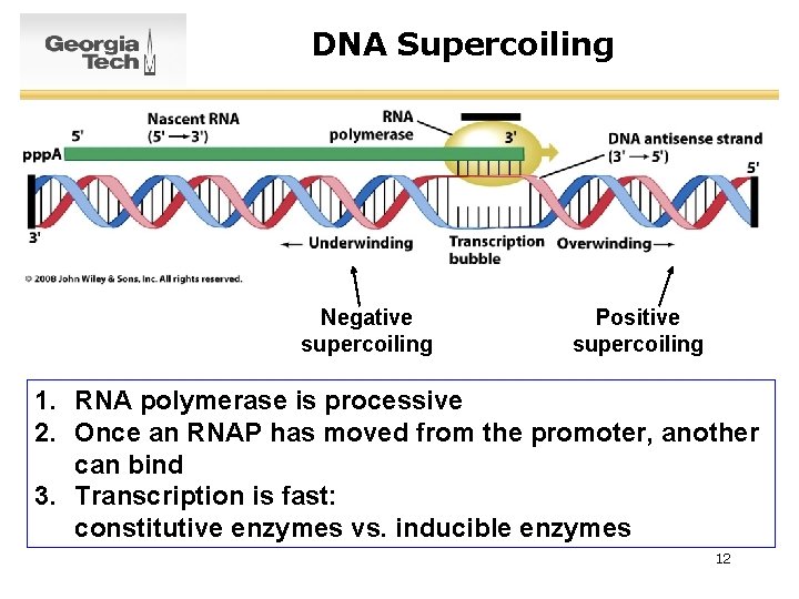 DNA Supercoiling Negative supercoiling Positive supercoiling 1. RNA polymerase is processive 2. Once an
