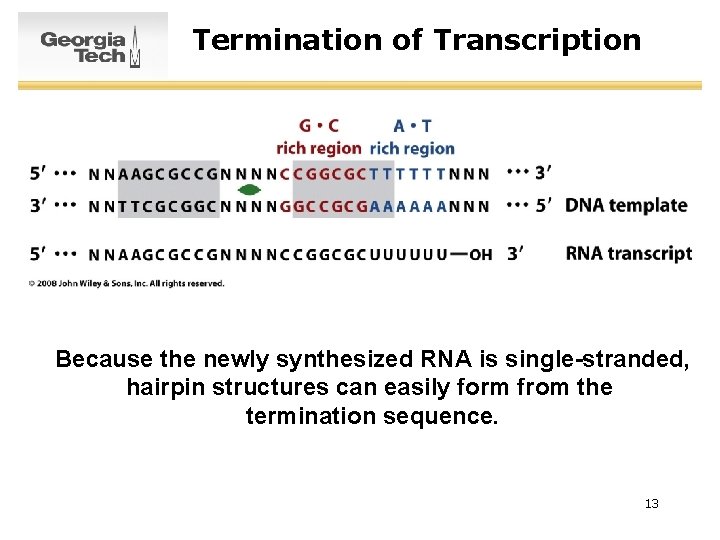 Termination of Transcription Because the newly synthesized RNA is single-stranded, hairpin structures can easily