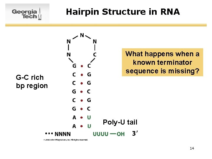 Hairpin Structure in RNA G-C rich bp region What happens when a known terminator