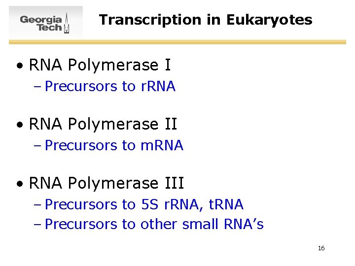 Transcription in Eukaryotes • RNA Polymerase I – Precursors to r. RNA • RNA