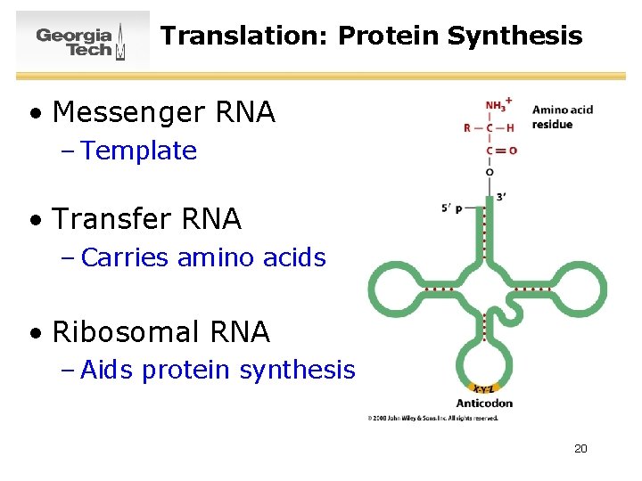 Translation: Protein Synthesis • Messenger RNA – Template • Transfer RNA – Carries amino