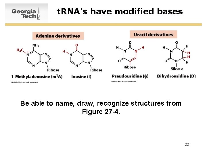 t. RNA’s have modified bases Be able to name, draw, recognize structures from Figure