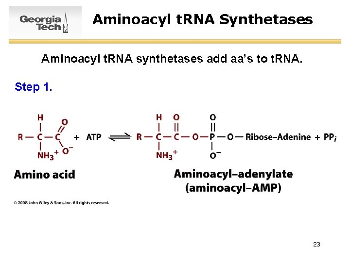 Aminoacyl t. RNA Synthetases Aminoacyl t. RNA synthetases add aa’s to t. RNA. Step