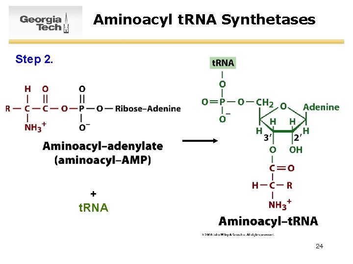 Aminoacyl t. RNA Synthetases Step 2. + t. RNA 24 