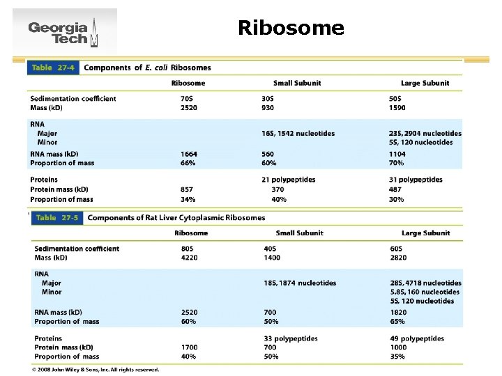 Ribosome 25 
