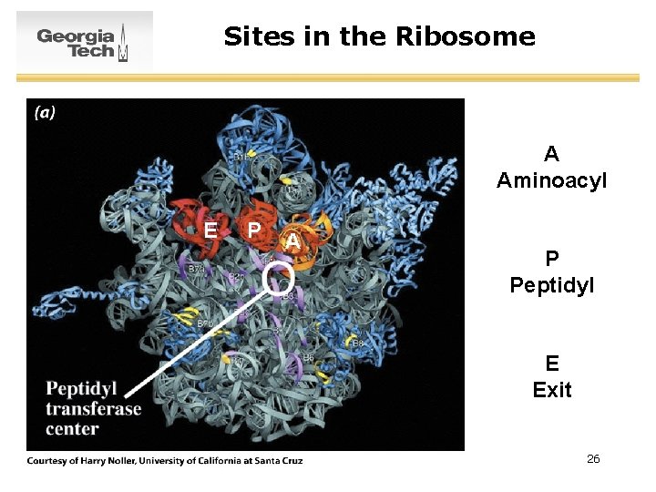 Sites in the Ribosome A Aminoacyl E P A P Peptidyl E Exit 26